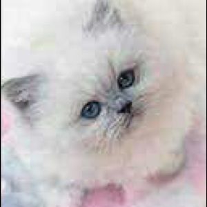 Meet your Posher, Bianca